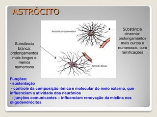 ASTRÓCITO
Substância
branca:
prolongamentos
mais longos e
menos
numerosos
Substância
cinzenta:
prolongamentos
mais curtos e
numerosos, com
ramificações
Funções:
- sustentação
- controle da composição iônica e molecular do meio externo, que
influenciam a atividade dos neurônios
- junções comunicantes – influenciam renovação da mielina nos
oligodendrócitos
 