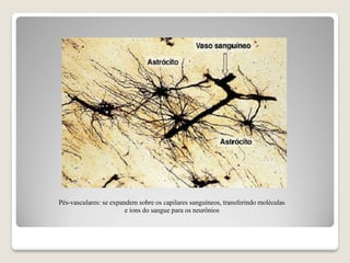 Pés-vasculares: se expandem sobre os capilares sanguíneos, transferindo moléculas
e íons do sangue para os neurônios
 