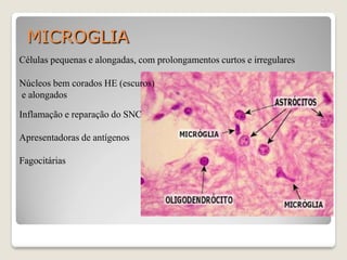 MICROGLIA
Células pequenas e alongadas, com prolongamentos curtos e irregulares
Núcleos bem corados HE (escuros)
e alongados
Inflamação e reparação do SNC
Apresentadoras de antígenos
Fagocitárias
 