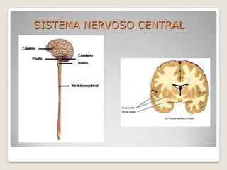 SISTEMA NERVOSO CENTRAL
 