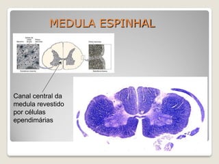 MEDULA ESPINHAL
Canal central da
medula revestido
por células
ependimárias
 