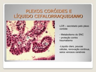 PLEXOS CORÓIDES E
LÍQUIDO CEFALORRAQUIDIANO
LCR – secretado pelo plexo
coróide:
- Metabolismo do SNC
- proteção contra
traumatismo
-Liquido claro, poucas
células, renovação continua,
seios venosos cerebrais
 