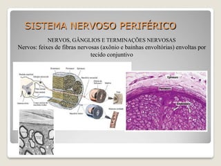 SISTEMA NERVOSO PERIFÉRICO
NERVOS, GÂNGLIOS E TERMINAÇÕES NERVOSAS
Nervos: feixes de fibras nervosas (axônio e bainhas envoltórias) envoltas por
tecido conjuntivo
 