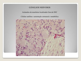 GÂNGLIOS NERVOSOS
Acúmulos de neurônios localizador fora do SNC
Células satélites: sustentação estrutural e metabólica
 