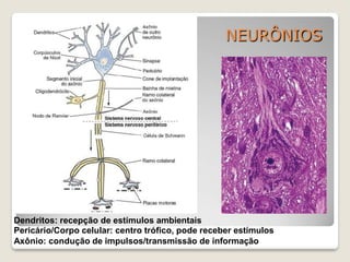 NEURÔNIOS
Dendritos: recepção de estímulos ambientais
Pericário/Corpo celular: centro trófico, pode receber estímulos
Axônio: condução de impulsos/transmissão de informação
 