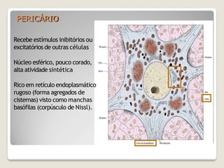 PERICÁRIO
Recebe estímulos inibitórios ou
excitatórios de outras células
Núcleo esférico, pouco corado,
alta atividade sintética
Rico em retículo endoplasmático
rugoso (forma agregados de
cisternas) visto como manchas
basófilas (corpúsculo de Nissl).
 