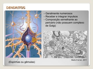 DENDRITOS
Merlo S et al., 2011
(Espinhas ou gêmulas)
- Geralmente numerosos
- Receber e integrar impulsos
- Composição semelhante ao
pericário (não possuem complexo
de Golgi)
 