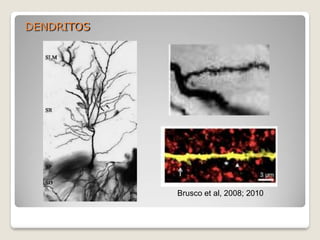 DENDRITOS
Brusco et al, 2008; 2010
 