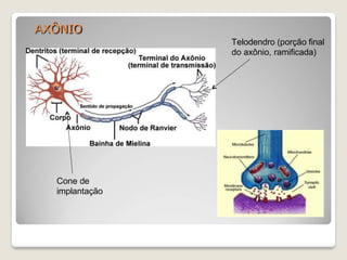 AXÔNIO
Telodendro (porção final
do axônio, ramificada)
Cone de
implantação
 