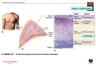 Fisiologia Humana – Dee Unglaub Silverthorn
CORTISOLCORTISOL
NORA e ADRENALINANORA e ADRENALINA
 