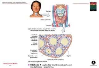Fisiologia Humana – Dee Unglaub Silverthorn
 