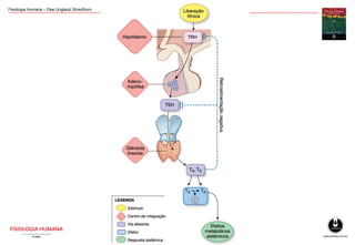 Fisiologia Humana – Dee Unglaub Silverthorn
 