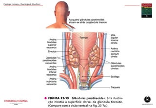 Fisiologia Humana – Dee Unglaub Silverthorn
 