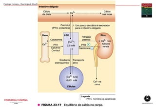 Fisiologia Humana – Dee Unglaub Silverthorn
 