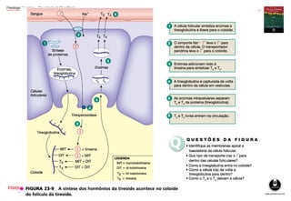 Fisiologia - Sistema Endócrino 2