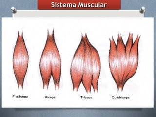 Anatomia - Sistema Muscular