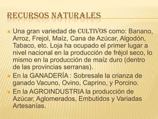 RECURSOS NATURALES
 Una gran variedad de CULTIVOS como: Banano,
Arroz, Frejol, Maíz, Cana de Azúcar, Algodón,
Tabaco, etc. Loja ha ocupado el primer lugar a
nivel nacional en la producción de fréjol seco, lo
mismo en la producción de maíz duro (dentro
de las provincias serranas).
 En la GANADERÍA : Sobresale la crianza de
ganado Vacuno, Ovino, Caprino, y Porcino.
 En la AGROINDUSTRIA la producción de
Azúcar, Aglomerados, Embutidos y Variadas
Artesanías.
 