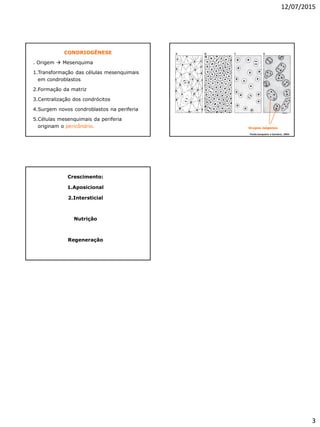 12/07/2015
3
CONDRIOGÊNESE
. Origem  Mesenquima
1.Transformação das células mesenquimais
em condroblastos
2.Formação da matriz
3.Centralização dos condrócitos
4.Surgem novos condroblastos na periferia
5.Células mesenquimais da periferia
originam o pericôndrio. Grupos isógenos
Fonte:Junqueira e Carneiro, 2004
Crescimento:
1.Aposicional
2.Intersticial
Nutrição
Regeneração
 