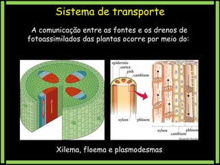 Sistema de transporte
A comunicação entre as fontes e os drenos de
fotoassimilados das plantas ocorre por meio do:

Xilema, floema e plasmodesmas

 