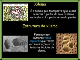 Xilema
É o tecido que transporta água e sais
minerais a partir do solo, sistema
radicular até a parte aérea da planta.

Estrutura do xilema
Formado por
inúmeros vasos
capilares que fazem
a comunicação entre
todos os tecidos da
planta.

 