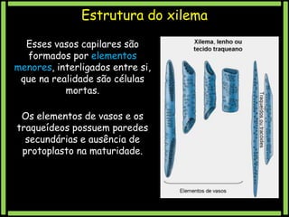 Estrutura do xilema
Esses vasos capilares são
formados por elementos
menores, interligados entre si,
que na realidade são células
mortas.

Os elementos de vasos e os
traqueídeos possuem paredes
secundárias e ausência de
protoplasto na maturidade.

 