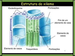 Estrutura do xilema
Pontoações

Esclerênquima

Fim de um
elemento de vaso

Elemento de
vasos

Elemento de vasos

Traqueídeos

Pontoações

 