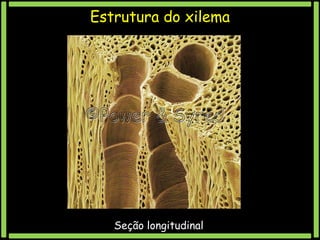 Estrutura do xilema

Seção longitudinal

 