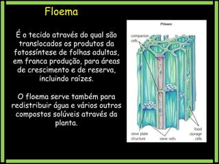 Floema
É o tecido através do qual são
translocados os produtos da
fotossíntese de folhas adultas,
em franca produção, para áreas
de crescimento e de reserva,
incluindo raízes.

O floema serve também para
redistribuir água e vários outros
compostos solúveis através da
planta.

 