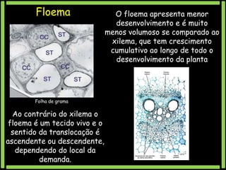 Floema

Folha de grama

Ao contrário do xilema o
floema é um tecido vivo e o
sentido da translocação é
ascendente ou descendente,
dependendo do local da
demanda.

O floema apresenta menor
desenvolvimento e é muito
menos volumoso se comparado ao
xilema, que tem crescimento
cumulativo ao longo de todo o
desenvolvimento da planta

 