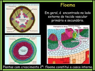 Floema
Em geral, é encontrado no lado
externo do tecido vascular
primário e secundário.

Plantas com crescimento 2º: floema constitui a casca interna.

 