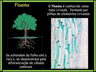 Floema

Se estendem da folha até a
raiz e, se desenvolvem pela
diferenciação de células
cambiais.

O floema é conhecido como
tubo crivado, formado por
pilhas de elementos crivados

 