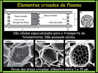 Elementos crivados do floema
Tubo crivado

Placa crivada

Direção do fluxo

Poro do tubo

São células especializadas para o transporte de
fotossintatos. Não possuem núcleo.
Feijão

Mamona

Abóbora

Poros das áreas crivadas: diâmetro entre 1 e 15 µm

 