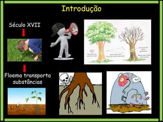 Introdução
Século XVII

Floema transporta
substâncias

 
