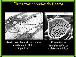 Elementos crivados do floema

Junto aos elementos crivados
existem as células
companheiras.

Essenciais na
translocação dos
solutos orgânicos.

 