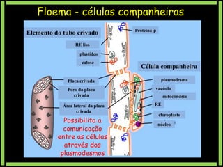 Floema - células companheiras
Elemento do tubo crivado

Proteína-p

RE liso
plastídeo
calose

Placa crivada
Poro da placa
crivada
Área lateral da placa
crivada

Possibilita a
comunicação
entre as células
através dos
plasmodesmos

Célula companheira
plasmodesma
vacúolo
mitocôndria
RE
cloroplasto
núcleo

 