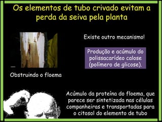 Os elementos de tubo crivado evitam a
perda da seiva pela planta
Existe outro mecanismo!
Produção e acúmulo do
polissacarídeo calose
(polímero de glicose).

Obstruindo o floema
Acúmulo da proteína do floema, que
parece ser sintetizada nas células
companheiras e transportadas para
o citosol do elemento de tubo

 