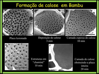 Formação de calose em Bambu

Placa lesionada

Deposição de calose
3 min

Estruturas em
“chaminé”
10 min

Camada espessa de calose
10 min

Camada de calose
obstruindo a placa
inteira
20 min

 