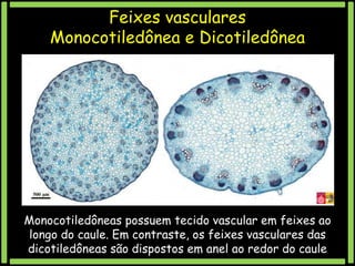 Feixes vasculares
Monocotiledônea e Dicotiledônea

Monocotiledôneas possuem tecido vascular em feixes ao
longo do caule. Em contraste, os feixes vasculares das
dicotiledôneas são dispostos em anel ao redor do caule

 