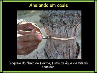 Anelando um caule

Bloqueio do fluxo do floema, fluxo de água via xilema
continua

 