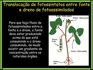Translocação de fotossintatos entre fonte
e dreno de fotoassimilados
Para que haja fluxo de
fotoassimilados entre a
fonte e o dreno, a fonte
deve estar produzindo
acima do que está
consumindo e o dreno
consumindo, de modo
existir um gradiente de
concentração entre os
referidos órgãos.

 
