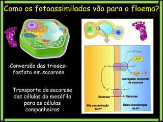 Como os fotoassimilados vão para o floema?
2º
1º

Conversão das triosesfosfato em sacarose
Transporte da sacarose
das células do mesófilo
para as células
companheiras

 