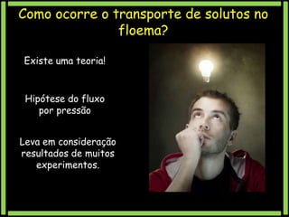 Como ocorre o transporte de solutos no
floema?
Existe uma teoria!

Hipótese do fluxo
por pressão
Leva em consideração
resultados de muitos
experimentos.

 