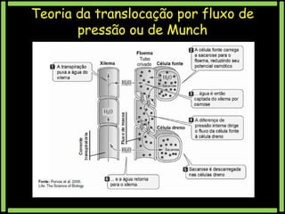 Teoria da translocação por fluxo de
pressão ou de Munch

 