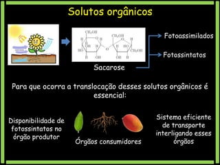 Solutos orgânicos
Fotoassimilados
Fotossintatos

Sacarose
Para que ocorra a translocação desses solutos orgânicos é
essencial:
Disponibilidade de
fotossintatos no
órgão produtor

Órgãos consumidores

Sistema eficiente
de transporte
interligando esses
órgãos

 