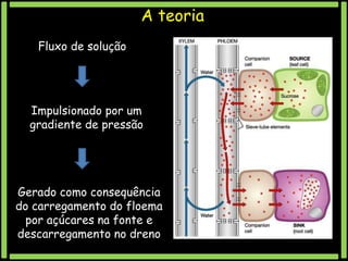 A teoria
Fluxo de solução

Impulsionado por um
gradiente de pressão

Gerado como consequência
do carregamento do floema
por açúcares na fonte e
descarregamento no dreno

 