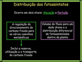 Distribuição dos fotossintatos
Ocorre em dois níveis: Alocação e Partição

A regulação do
direcionamento do
carbono fixado para
os vários caminhos
metabólicos

Inclui a reserva,
utilização e o transporte
do carbono fixado

Volume do fluxo para um
dado dreno e a
distribuição diferencial
de fotoassimilados
dentro da planta

 