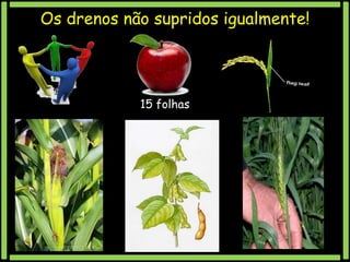 Os drenos não supridos igualmente!

15 folhas

 