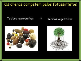 Os drenos competem pelos fotossintatos

Tecidos reprodutivos

x

Tecidos vegetativos

 