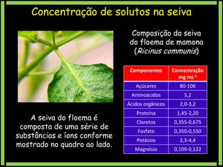 Concentração de solutos na seiva
Composição da seiva
do floema de mamona
(Ricinus communis)
Componentes
Açúcares

80-106

Aminoácidos

5,2

Ácidos orgânicos

A seiva do floema é
composta de uma série de
substâncias e íons conforme
mostrado no quadro ao lado.

Concentração
mg mL-1

2,0-3,2

Proteína

1,45-2,20

Cloretos

0,355-0,675

Fosfato

0,350-0,550

Potássio

2,3-4,4

Magnésio

0,109-0,122

 