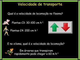 Velocidade de transporte
Qual é a velocidade de locomoção no floema?
Plantas C3: 30-100 cm h-1

Plantas C4: 200 cm h-1

E no xilema, qual é a velocidade de locomoção?

Em árvores que transpiram
rapidamente pode chegar a 60 m h-1

 